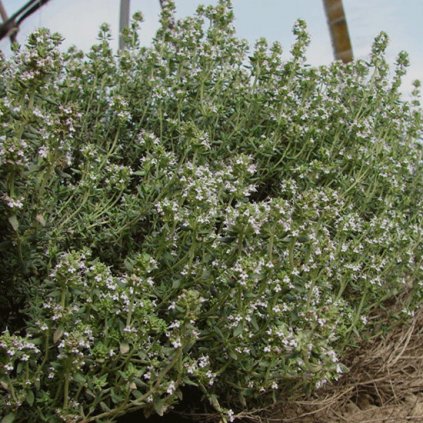 1170 1 tymian obecny