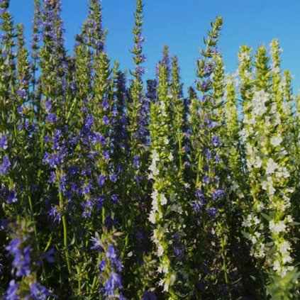 1176 1 yzop lekarsky