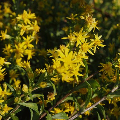 1179 1 zlatobyl obecny