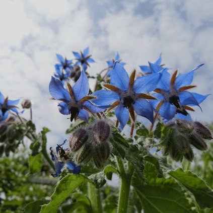 1182 1 brutnak lekarsky 1