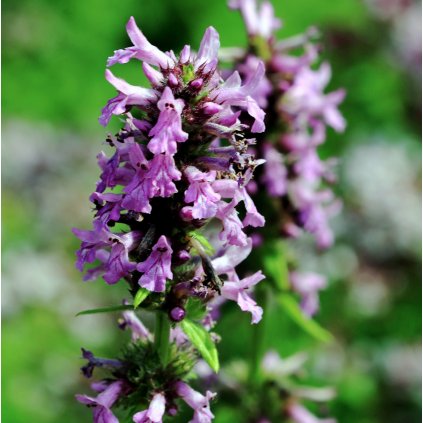 1343 1 bukvice lekarska