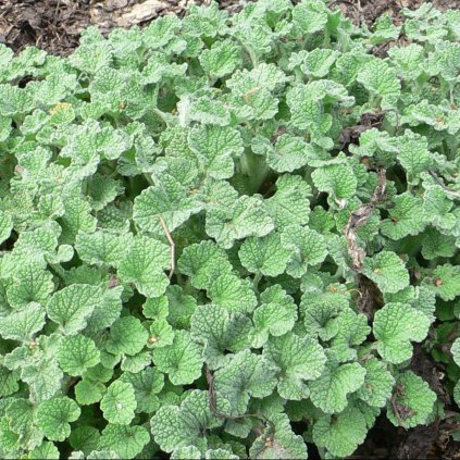 1352 1 jablecnik obecny