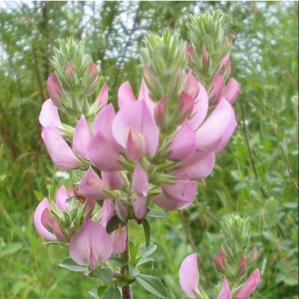 1358 1 jehlice rolni