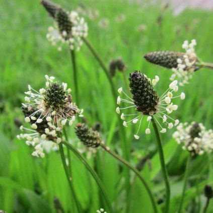 1364 1 jitrocel kopinaty