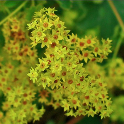 1367 1 kontryhel zelenozluty