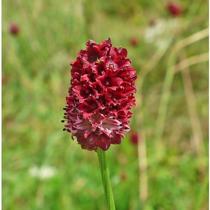 1370 1 krkavec toten