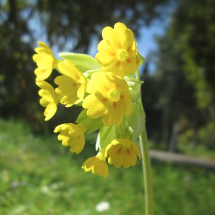 1373 1 prvosenka jarni