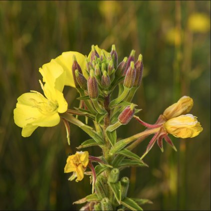 1376 1 pupalka dvouleta