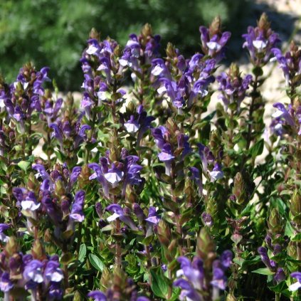 1385 1 sisak bajkalsky