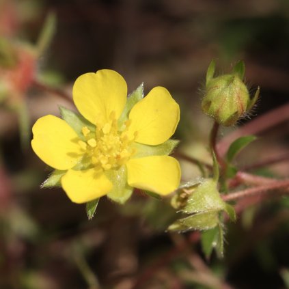 1397 1 mochna natrznik