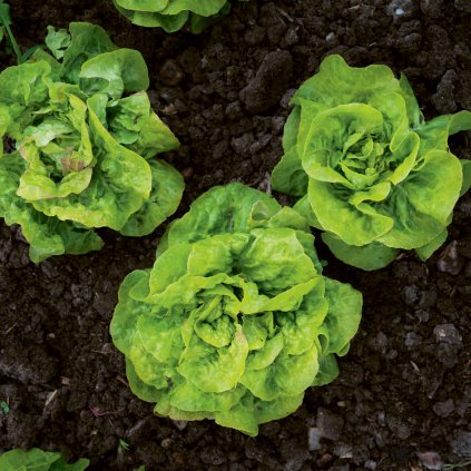 1484 salat hlavkovy stupicky kamenac