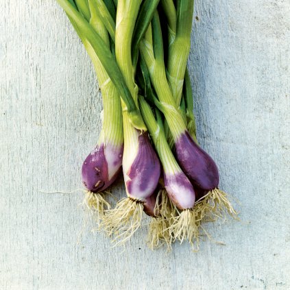 1499 cibule rossa di firenze