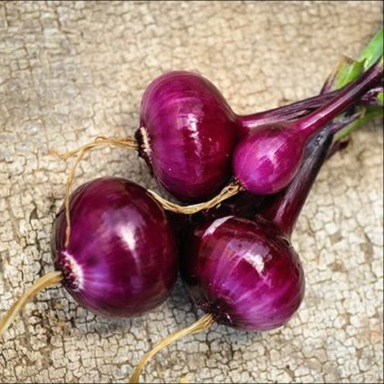 1502 cibule holandska krvave ruda