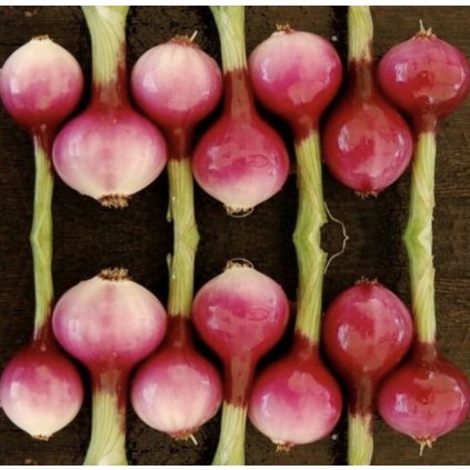 1505 cibule jarni purpurova