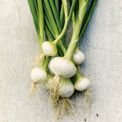 1514 cibule zimni bila lisabon