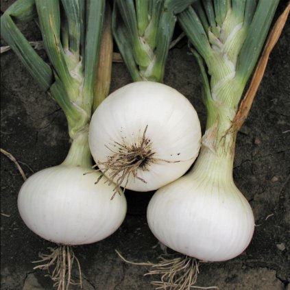 1517 cibule bila velka