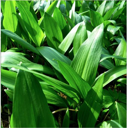 153 1 snimek obrazovky 2019 09 10 v 2 52 11