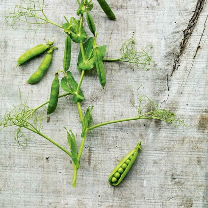 1547 hrach drenovy kudrnac