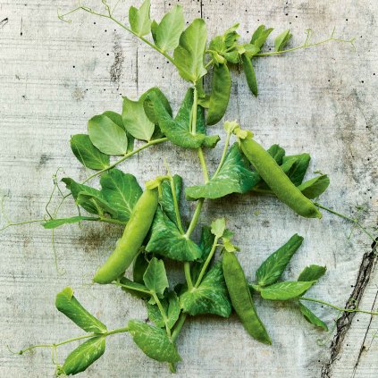 1550 hrach drenovy alderman telefonni stozar