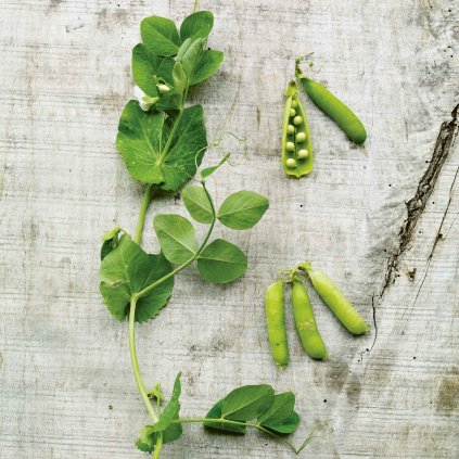 1553 hrasek kralovna maje prince albert