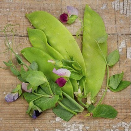 1571 hrach cukrovy extra velky carouby