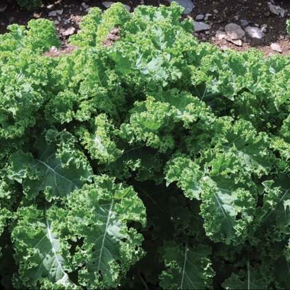 1574 kaderavek halbhoher gruner krauser