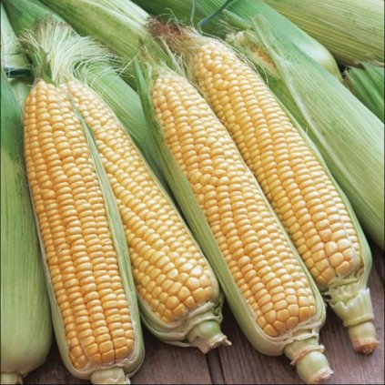 Kukuřice cukrová Golden Bantam 12 řadá