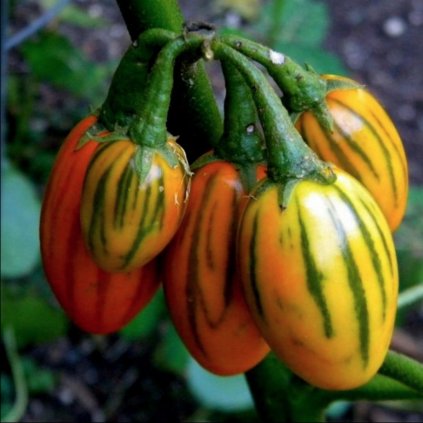 1592 lilek pruhovany z toga