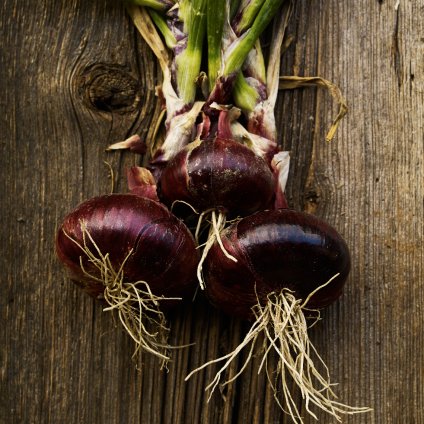 159 cibule brunsvicka