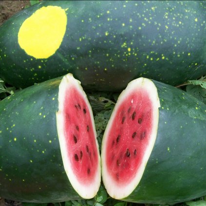 1607 meloun vodni moon and star