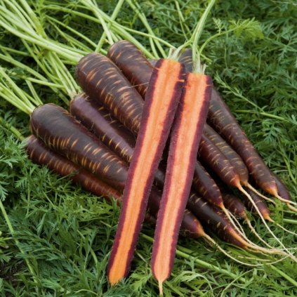 1616 mrkev purple haze f1