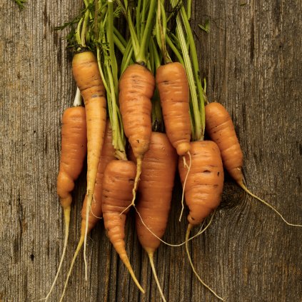 1619 mrkev prvni oranzova early horn