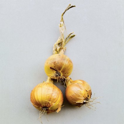 162 cibule jarni vsetana