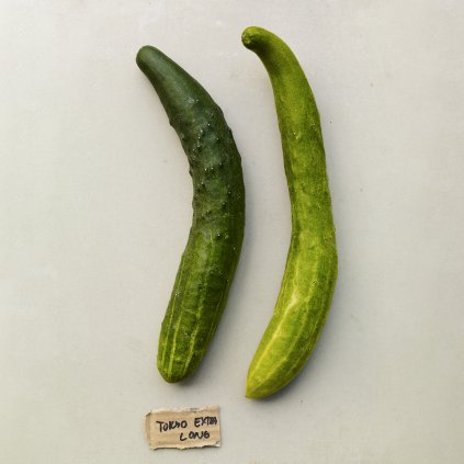 1637 okurka salatova tokiwa tokyo green