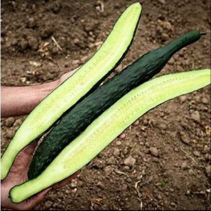 1658 okurka hadovka dlouha cinska