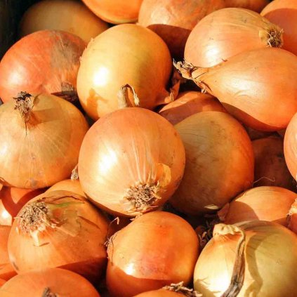 165 cibule stutgartska