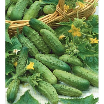 1661 okurka nakladacka parizske peprenky vert petit de paris