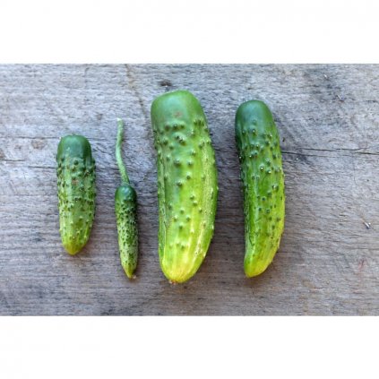 parisian pickle cucumber heirloom 50 days vegetables pinetree garden seeds 765.jpg.webp