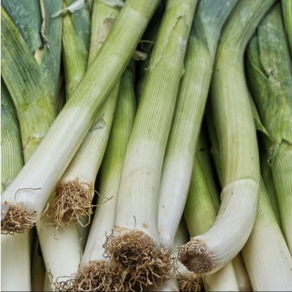 1667 por starozagorski kamus