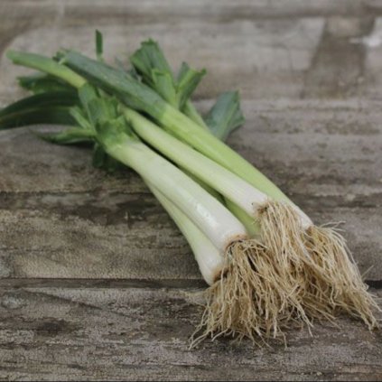 1670 por bulharsky gigant