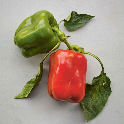 1688 paprika california wonder