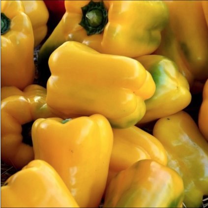 1694 paprika quadrato d asti giallo