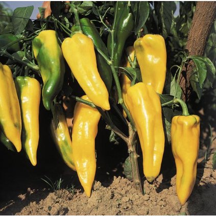 Paprika Corno Di Toro Giallo