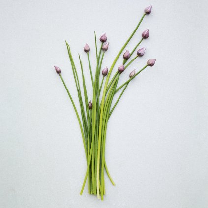 1721 pazitka prazska