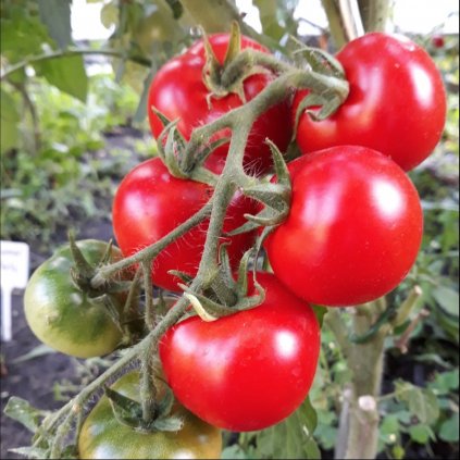 1742 rajce kremser perle bio