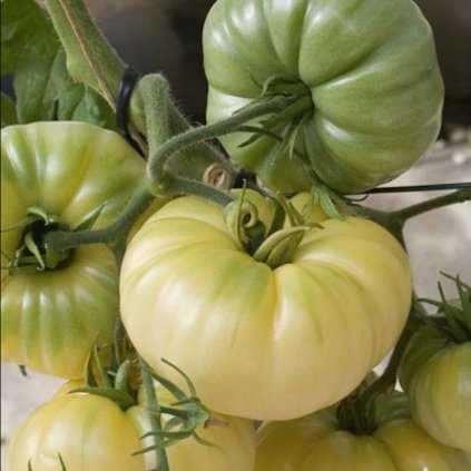 1745 rajce white beauty bio