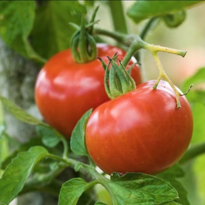 1751 rajcata berner rose bio