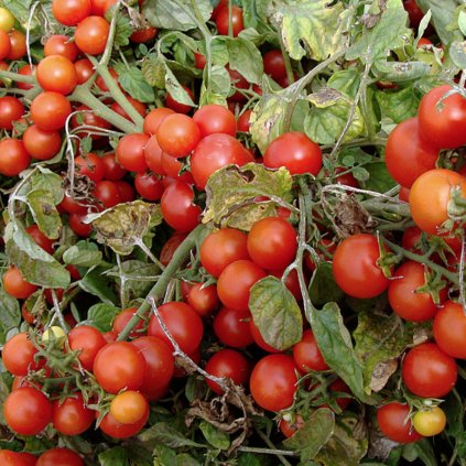 1754 rajce kerickove bajaja