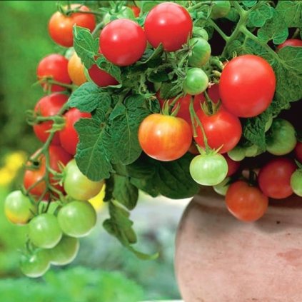 1757 rajce balkonove vilma