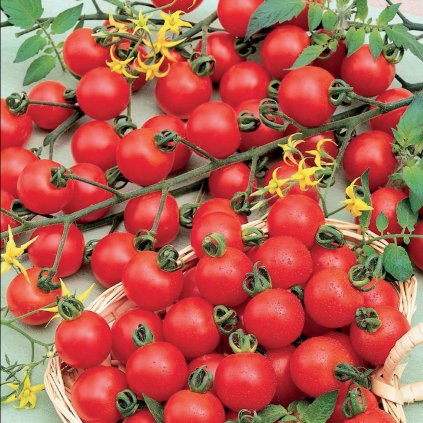 1763 rajce koktejlove spencer